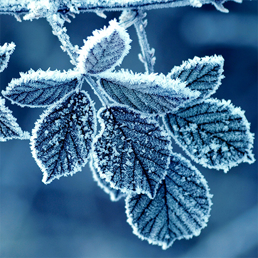 Fondos de Invierno