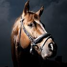 Horse Wallpapers 图标