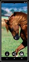 Horse Wallpapers screenshot 2