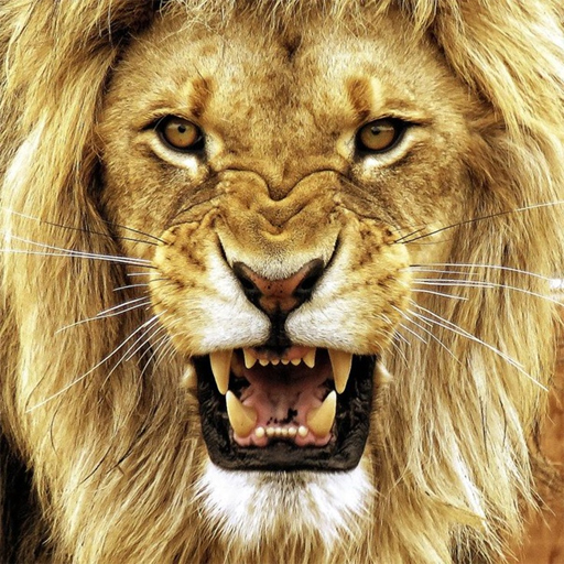 Lion Wallpapers