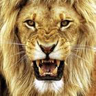 Lion Wallpapers آئیکن