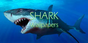 Tubarão papéis de parede