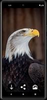 Eagle Wallpapers-poster
