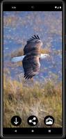 Eagle Wallpapers screenshot 1