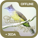 Masteran Burung Cucak Jenggot Offline-APK