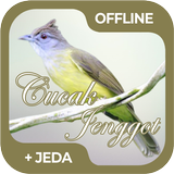 Masteran Burung Cucak Jenggot ícone