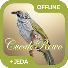 Masteran Burung Cucak Rowo ícone