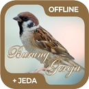 Masteran Burung Gereja Offline-APK