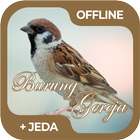 Masteran Burung Gereja Offline ícone