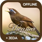 Masteran Burung Hwamei / Wambi иконка