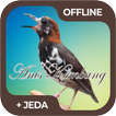 Masteran Burung Anis Kembang O