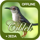 Masteran Burung Ciblek Offline-APK