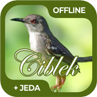Masteran Burung Ciblek Offline icône