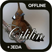Masteran Burung Cililin Offline