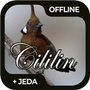 Masteran Burung Cililin Offline-APK