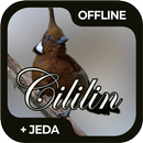 Masteran Burung Cililin Offline APK