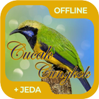 Masteran Burung Cucak Cungkok ícone