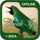Masteran Burung Cucak Ijo Offl APK