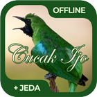 Masteran Burung Cucak Ijo ícone