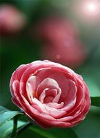 Fondos con Flores 截圖 2