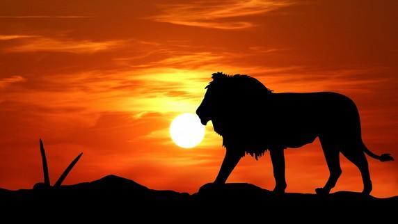 Lion King Wallpaper Hd For Android Apk Download