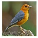 Kicau Burung Anis Merah Mp3 APK