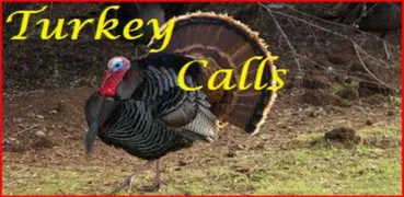 Turkey Calls HD