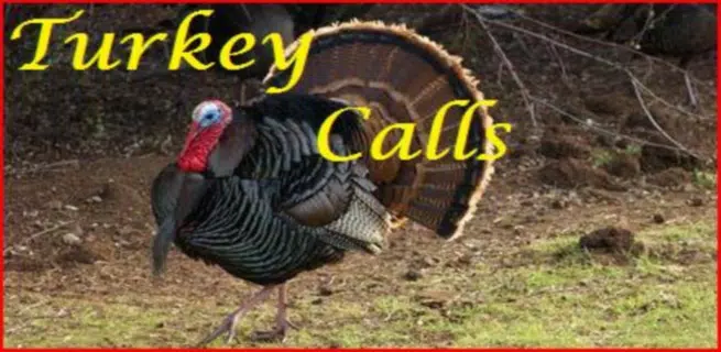 Turkey Calls HD