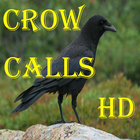 Crow Calls HD biểu tượng