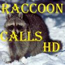 Raccoon Calls HD APK