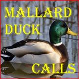 Mallard Duck Calls ícone
