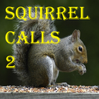 Squirrel Calls 2 icône