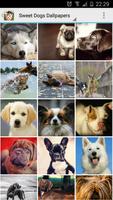 Sweet Dogs Wallpapers পোস্টার