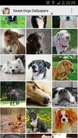 Sweet Dogs Wallpapers syot layar 1