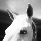 Sweet Horse Wallpapers 아이콘