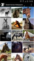 Sweet Horse Wallpapers 스크린샷 1