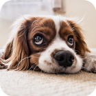 Dog Sounds Notifications icon