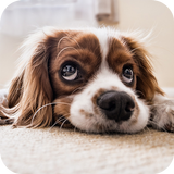 Dog Sounds Notifications 圖標