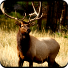 Elk Hunting Calls иконка