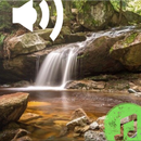 Forest Sounds Nature Relax APK