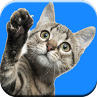 Cat Sounds আইকন
