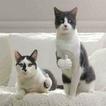 Funny pics)))