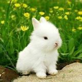 آیکون‌ Little bunnies)