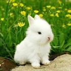 Kleine konijntjes)-icoon
