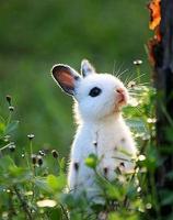 Little bunnies) poster