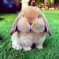 برنامه‌نما Little bunnies) عکس از صفحه