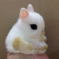 برنامه‌نما Little bunnies) عکس از صفحه