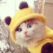 Gattini -artistico pose