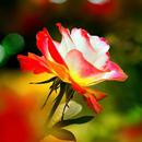 APK Rose)))
