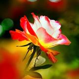 Rosas))) icono